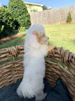 Daisy , a female Doxiepoo for sale in Thomasville, GA – 2 of 7