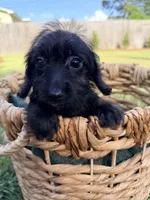 Bella , a female Doxiepoo for sale in Thomasville, GA – 4 of 5