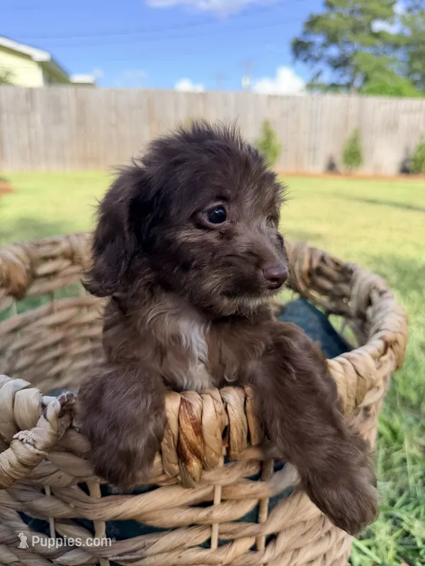 Charlie – Doxiepoo puppy for sale in Thomasville, GA