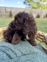 Teddy, a male Doxiepoo for sale in Thomasville, GA – 6 of 6