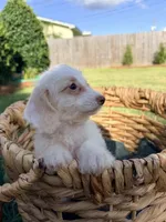 Winston , a male Doxiepoo for sale in Thomasville, GA – 3 of 5