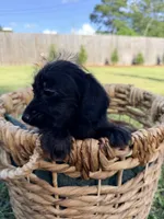 Bella , a female Doxiepoo for sale in Thomasville, GA – 5 of 5
