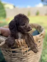 Charlie, a male Doxiepoo for sale in Thomasville, GA – 2 of 5