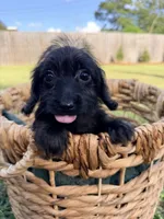 Bella , a female Doxiepoo for sale in Thomasville, GA – 1 of 5