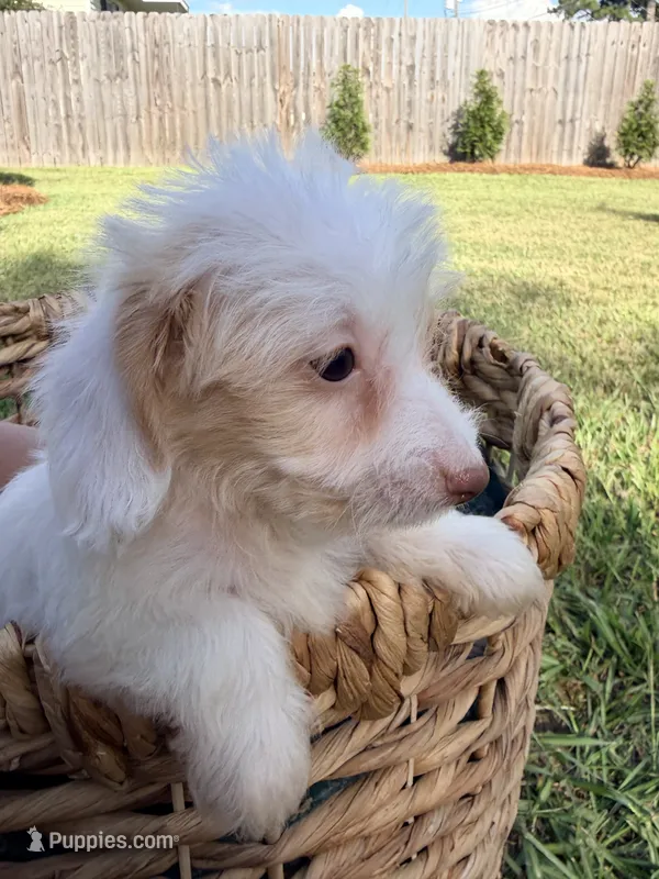 Daisy  – Doxiepoo puppy for sale in Thomasville, GA
