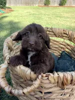 Teddy, a male Doxiepoo for sale in Thomasville, GA – 3 of 6