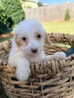 Daisy , a female Doxiepoo for sale in Thomasville, GA – 7 of 7