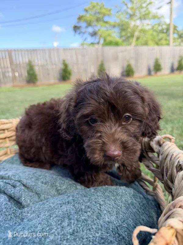 Teddy – Doxiepoo puppy for sale in Thomasville, GA