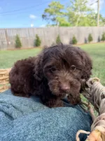 Teddy, a male Doxiepoo for sale in Thomasville, GA – 1 of 6