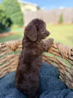 Charlie, a male Doxiepoo for sale in Thomasville, GA – 5 of 5