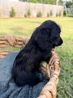 Bella , a female Doxiepoo for sale in Thomasville, GA – 2 of 5