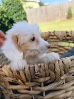 Daisy , a female Doxiepoo for sale in Thomasville, GA – 6 of 7