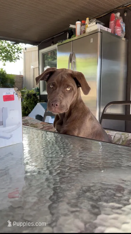 zeus  – Siberian Husky, Cane Corso puppy for sale in Moreno Valley, CA