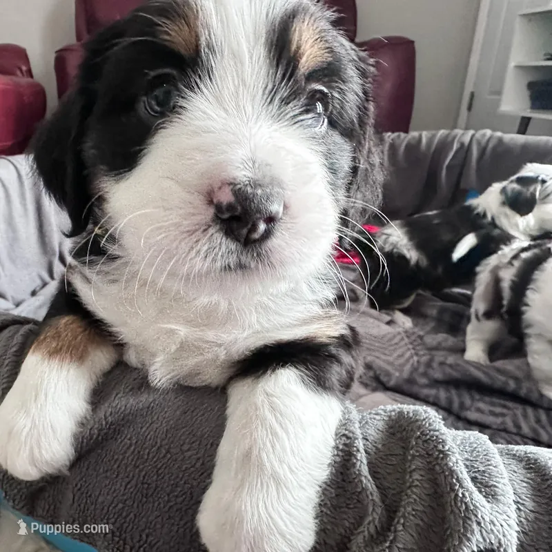 Orange Juice, a female Australian Shepherd and Miniature Bernedoodle for sale in Schaghticoke, NY – Photo 1 of 2