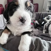 Orange Juice, a female Australian Shepherd and Miniature Bernedoodle for sale in Schaghticoke, NY – Photo 1 of 2