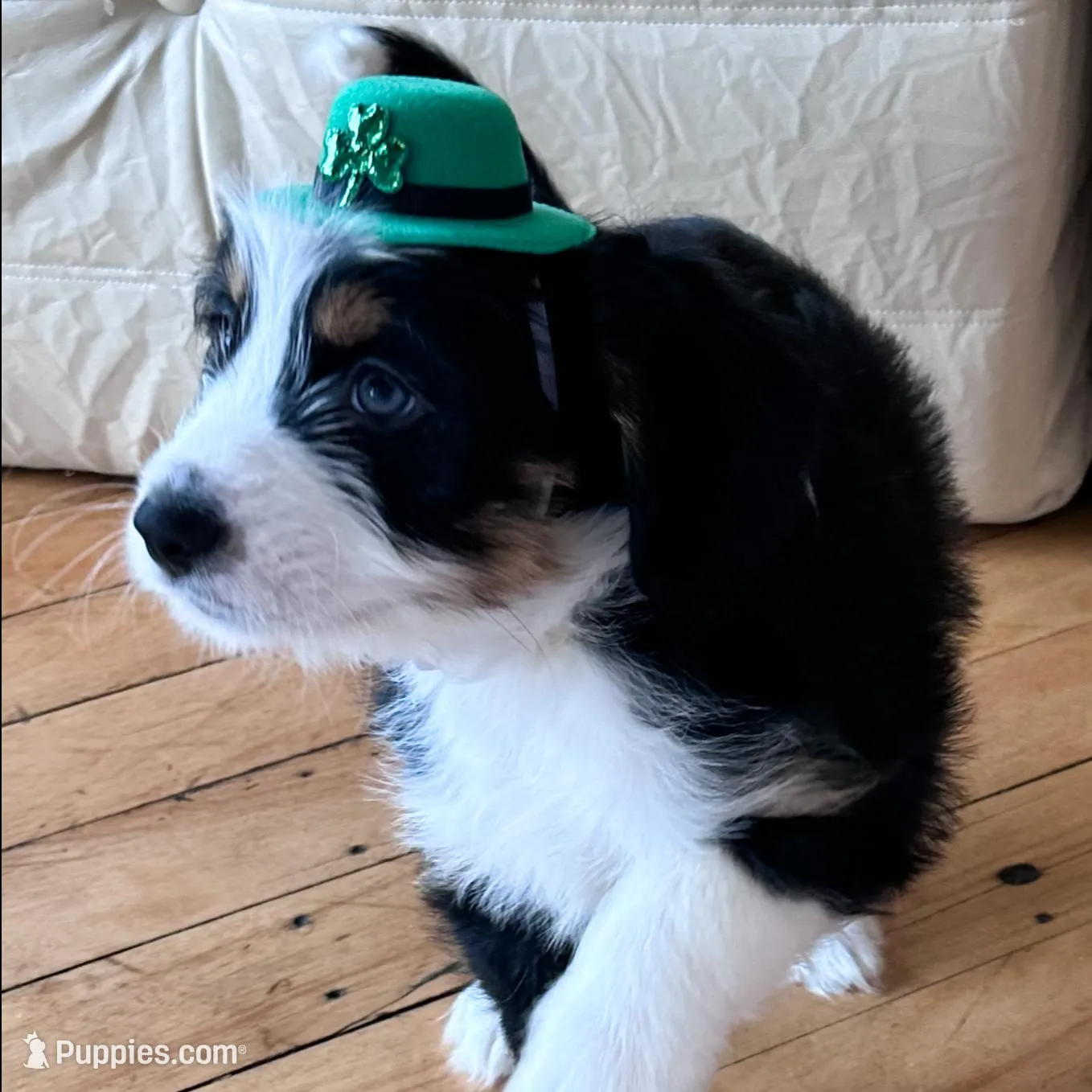 Orange Juice – Australian Shepherd, Miniature Bernedoodle puppy for sale in Schaghticoke, NY