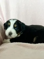 Orange Juice, a female Australian Shepherd and Miniature Bernedoodle for sale in Schaghticoke, NY – Photo 2 of 2