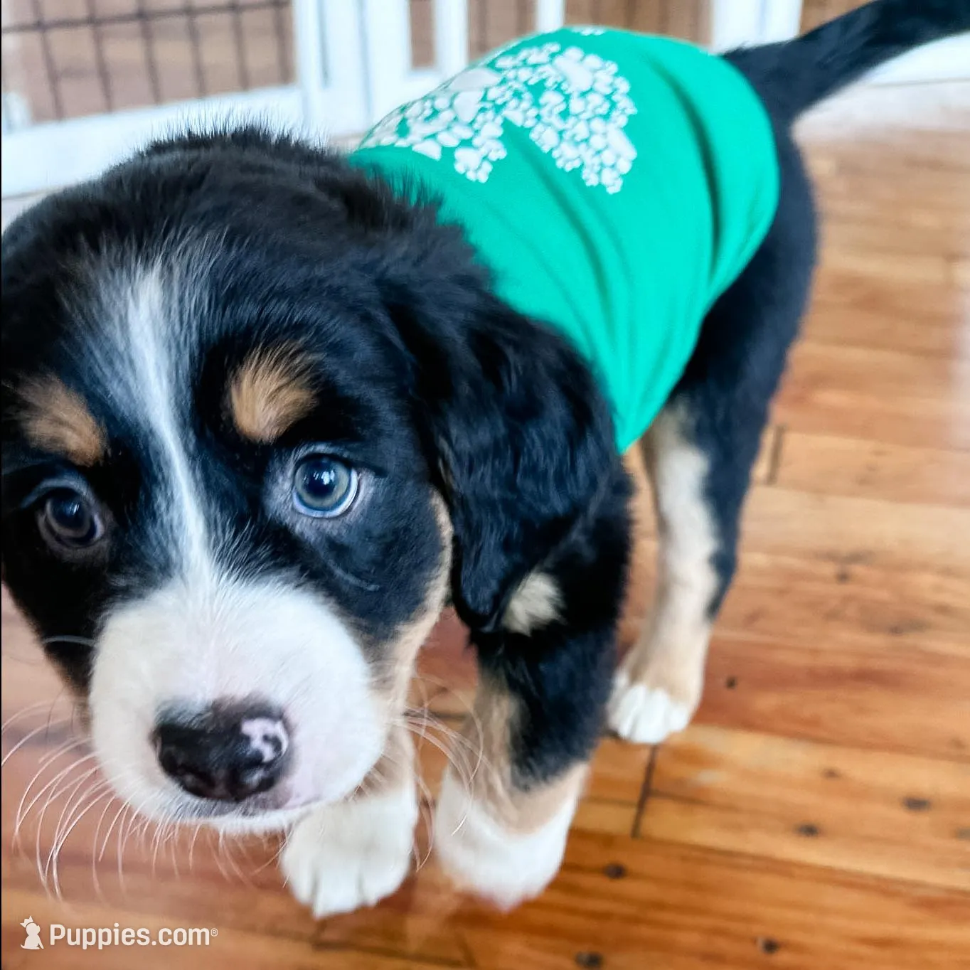 Tater Tot – Australian Shepherd, Miniature Bernedoodle puppy for sale in Schaghticoke, NY