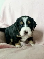 Tater Tot, a female Australian Shepherd and Miniature Bernedoodle for sale in Schaghticoke, NY – Photo 2 of 2