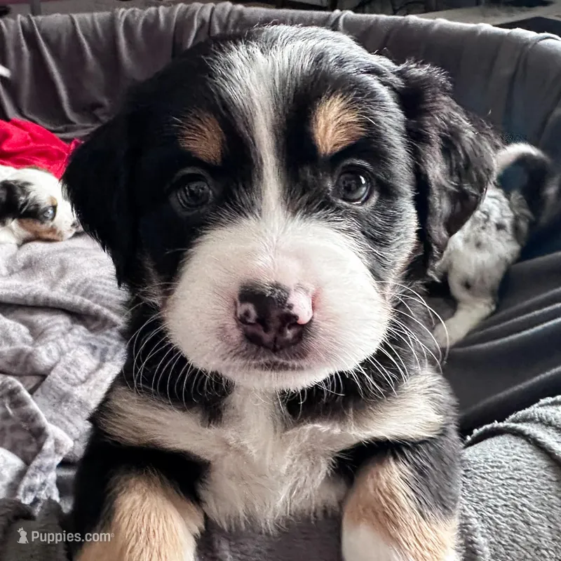 Tater Tot, a female Australian Shepherd and Miniature Bernedoodle for sale in Schaghticoke, NY – Photo 1 of 2