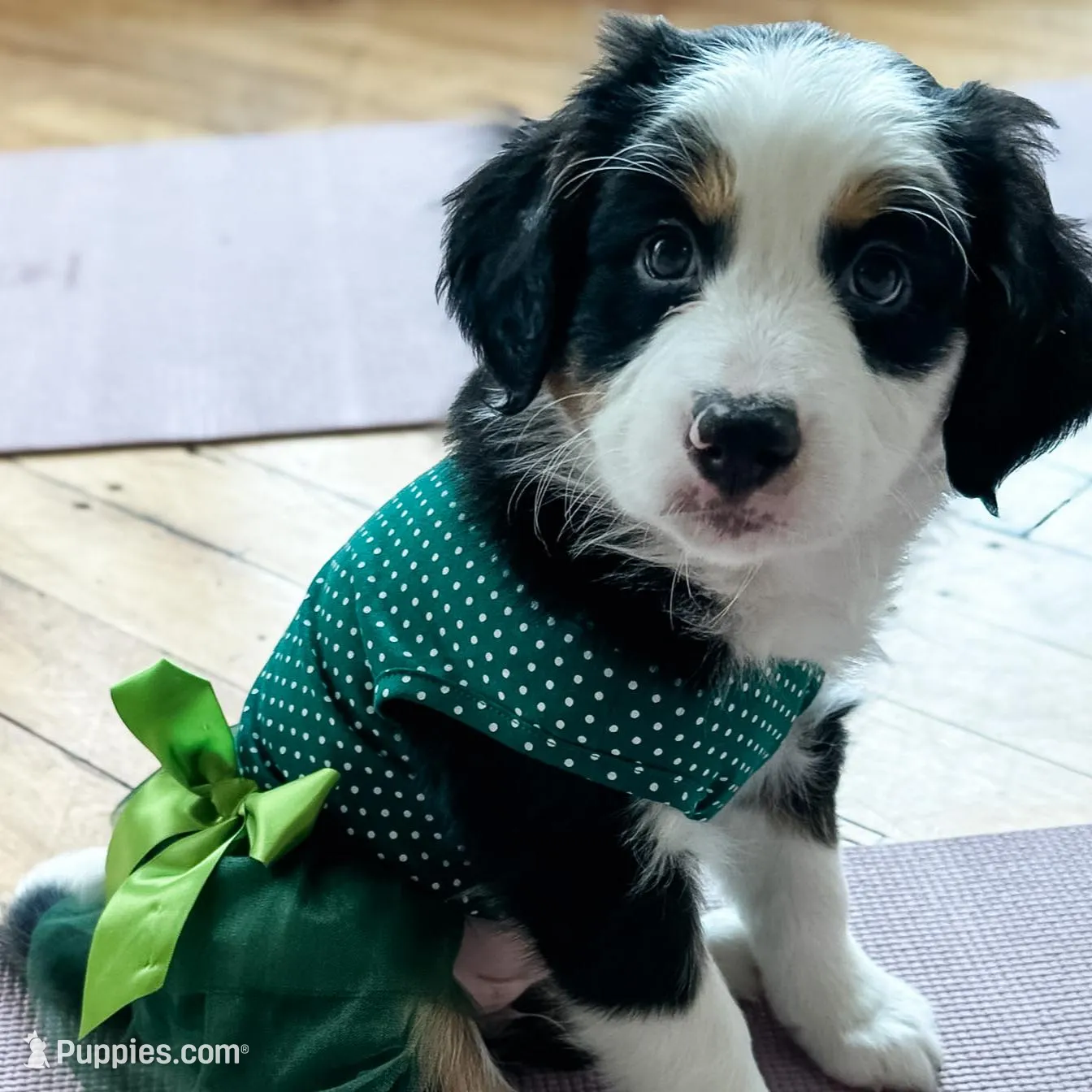 Oats – Australian Shepherd, Miniature Bernedoodle puppy for sale in Schaghticoke, NY