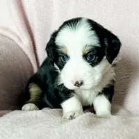 Oats, a female Australian Shepherd and Miniature Bernedoodle for sale in Schaghticoke, NY – Photo 3 of 3