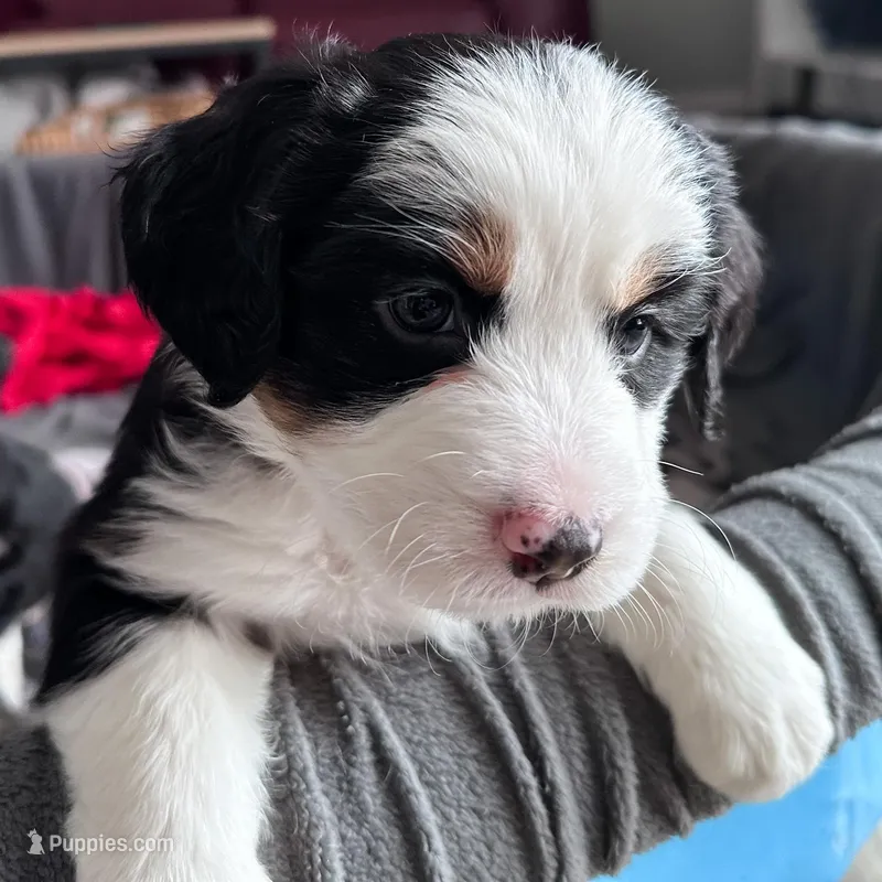 Oats, a female Australian Shepherd and Miniature Bernedoodle for sale in Schaghticoke, NY – Photo 1 of 2