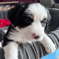Oats, a female Australian Shepherd and Miniature Bernedoodle for sale in Schaghticoke, NY – Photo 2 of 3
