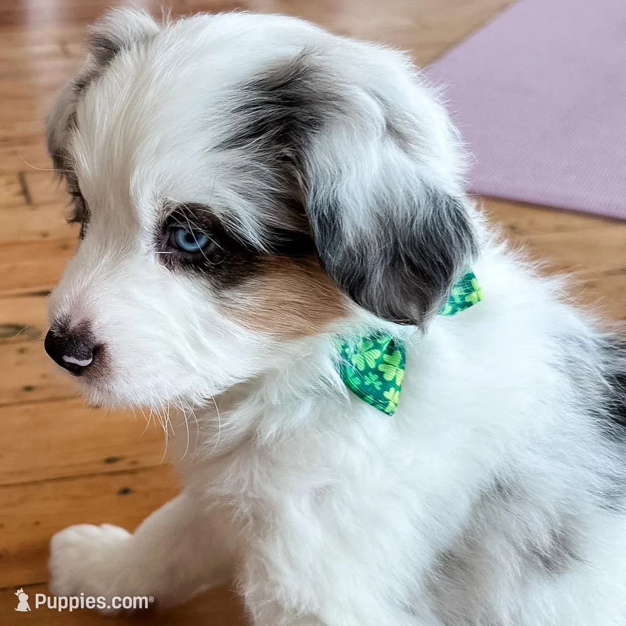 Waffles – Australian Shepherd, Miniature Bernedoodle puppy on hold in Schaghticoke, NY