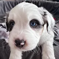 Waffles, a female Australian Shepherd and Miniature Bernedoodle for sale in Schaghticoke, NY – Photo 2 of 2