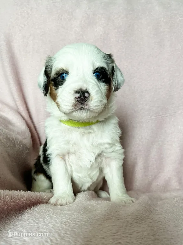 Waffles, a female Australian Shepherd and Miniature Bernedoodle for sale in Schaghticoke, NY – Photo 1 of 2