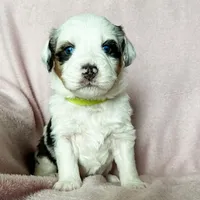 Waffles, a female Australian Shepherd and Miniature Bernedoodle for sale in Schaghticoke, NY – Photo 2 of 3