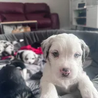 Muffin, a male Australian Shepherd and Miniature Bernedoodle for sale in Schaghticoke, NY – Photo 1 of 2