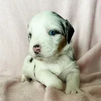 Muffin, a male Australian Shepherd and Miniature Bernedoodle for sale in Schaghticoke, NY – Photo 3 of 3