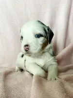 Muffin, a male Australian Shepherd and Miniature Bernedoodle for sale in Schaghticoke, NY – Photo 2 of 2