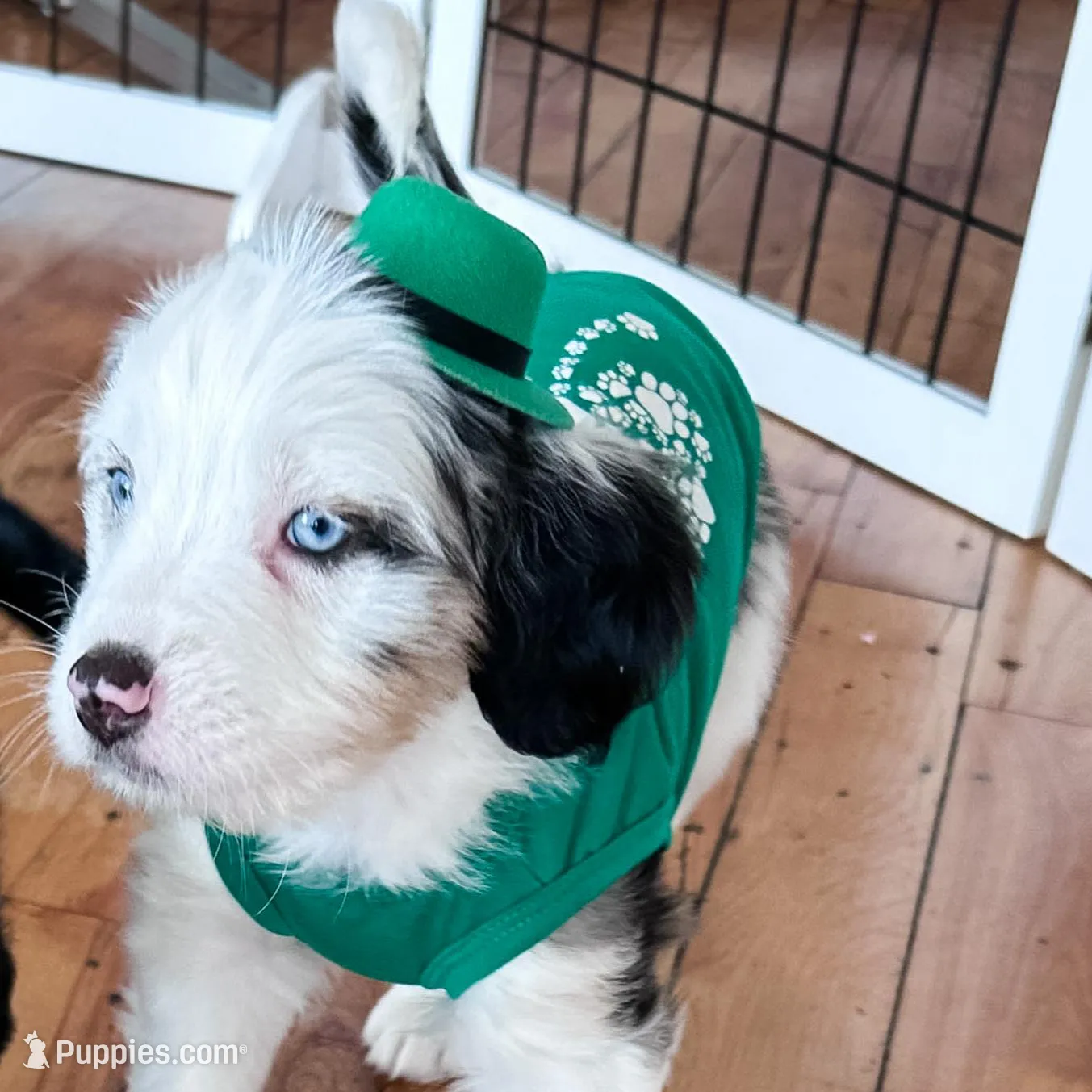 Muffin – Australian Shepherd, Miniature Bernedoodle puppy for sale in Schaghticoke, NY