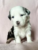 Pancakes, a female Australian Shepherd and Miniature Bernedoodle for sale in Schaghticoke, NY – Photo 2 of 2