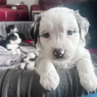 Pancakes, a female Australian Shepherd and Miniature Bernedoodle for sale in Schaghticoke, NY – Photo 1 of 2