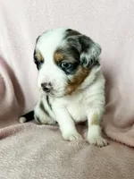 Bagel, a male Australian Shepherd and Miniature Bernedoodle for sale in Schaghticoke, NY – Photo 2 of 2