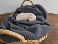 Spoos, a female Poodle - Standard  for sale in Sumter, SC – 1 of 4