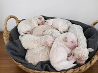 Spoos, a female Poodle - Standard  for sale in Sumter, SC – 3 of 4
