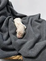Spoos, a female Poodle - Standard  for sale in Sumter, SC – 4 of 4