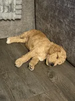 Biscuit, a male Goldendoodle for sale in Seffner, FL – 3 of 3