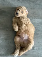 Waffle, a female Goldendoodle for sale in Seffner, FL – 4 of 6
