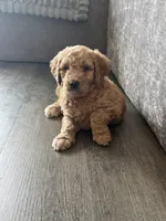 Winston, a male Goldendoodle for sale in Seffner, FL – 2 of 7