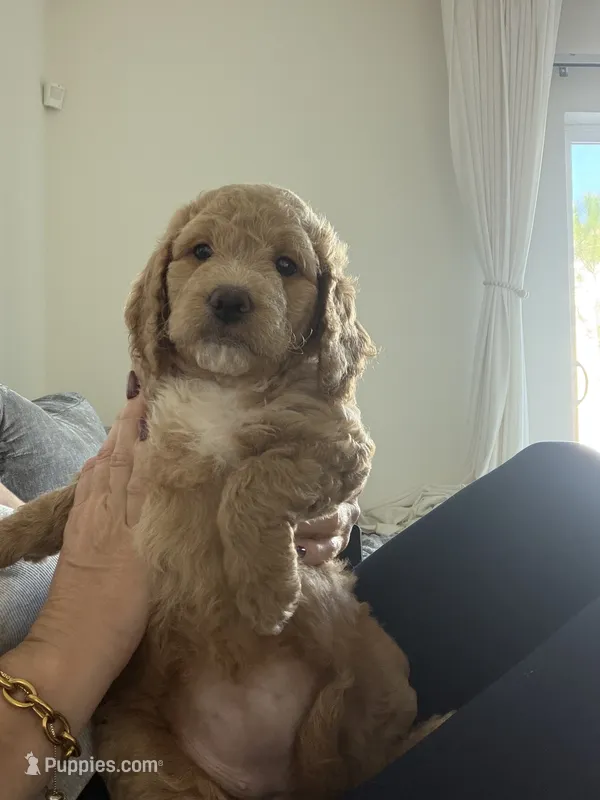 Waffle – Goldendoodle puppy for sale in Seffner, FL