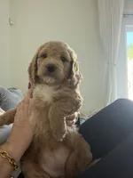 Waffle, a female Goldendoodle for sale in Seffner, FL – 1 of 6