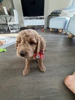 Winston, a male Goldendoodle for sale in Seffner, FL – 3 of 7