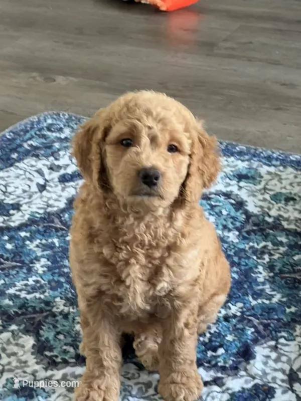 Winston – Goldendoodle puppy for sale in Seffner, FL