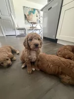 Waffle, a female Goldendoodle for sale in Seffner, FL – 6 of 6
